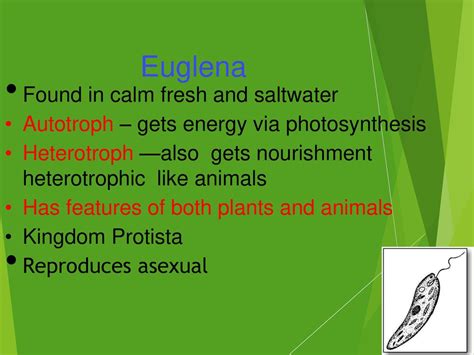 how are euglena similar to both plants and animals